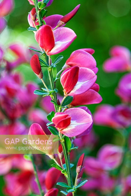 Cytisus 'Boskoop Ruby'