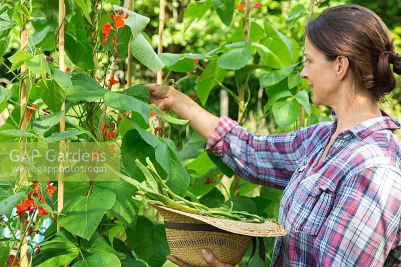 Femme utilisant un chapeau pour recueillir Runner Bean 'Wisley Magic '.