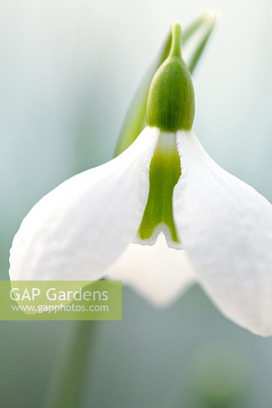 Galanthus plicatus 'Diggory', perce-neige. Ampoule, février. Fleur blanche unique.