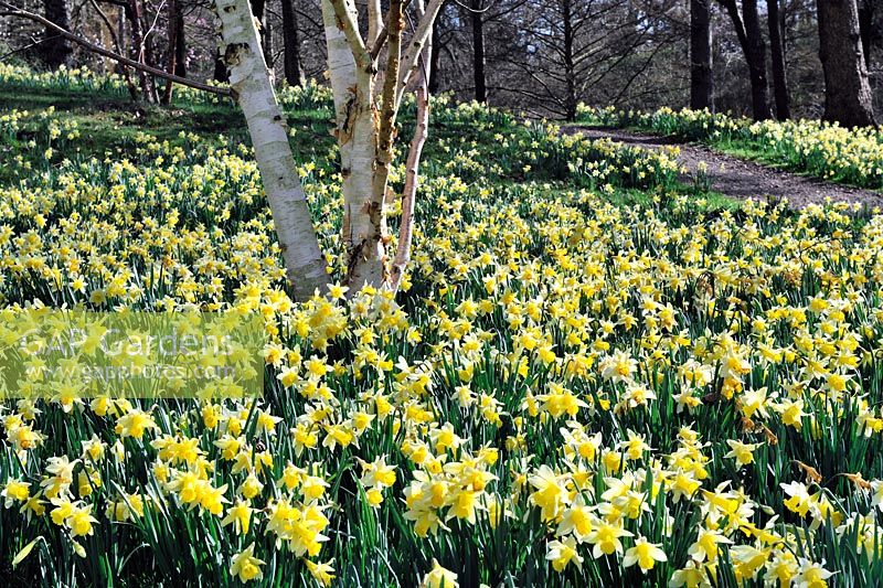 Narcissus pseudonarcissus naturalisé. Valley Gardens Windsor