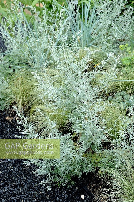 Artemisia absinthium avec Carex en parterre de couleur gris argenté bordant un chemin noir