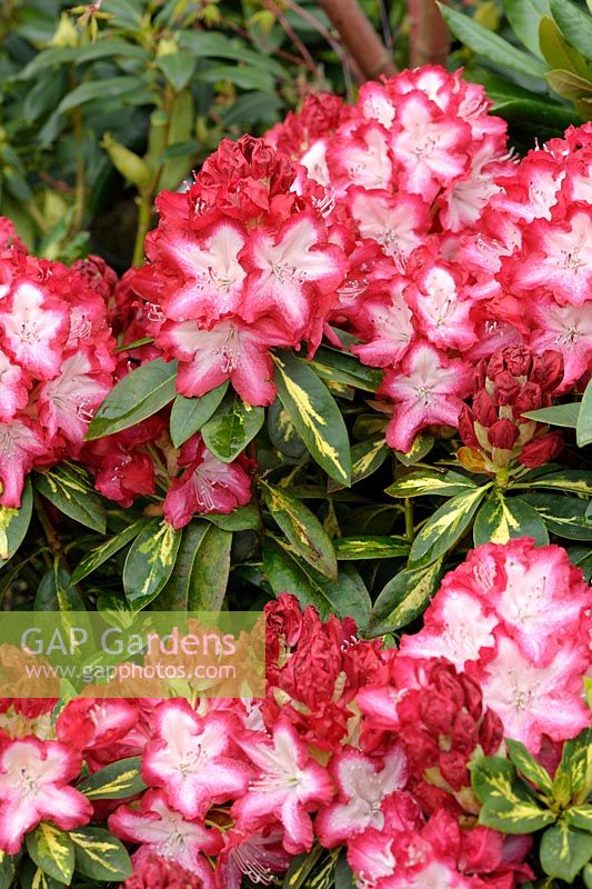 Rhododendron 'Président Roosevelt'