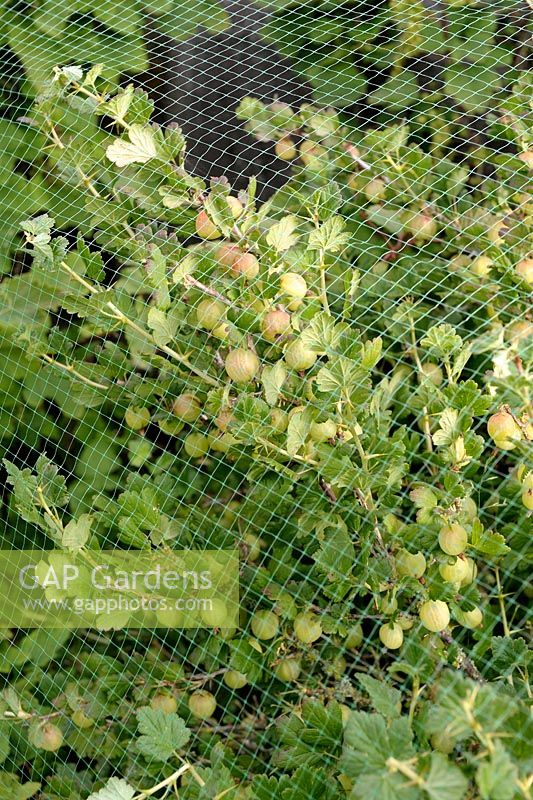 Ribes uva-crispa - Groseille à maquereau 'Invicta' protégée des oiseaux avec filet