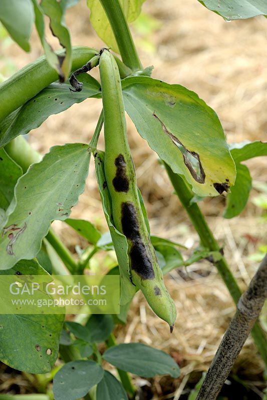 Botrytis fabae - Maladie des taches de chocolat sur les gousses et les feuilles de fèves