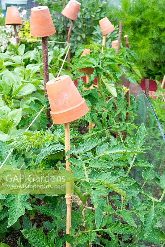 Plantes de tomates d'extérieur, 'Moneymaker' soutenues avec de la canne et de la ficelle de jardin, une canne surmontée d'un pot en terre cuite pour éviter les blessures.