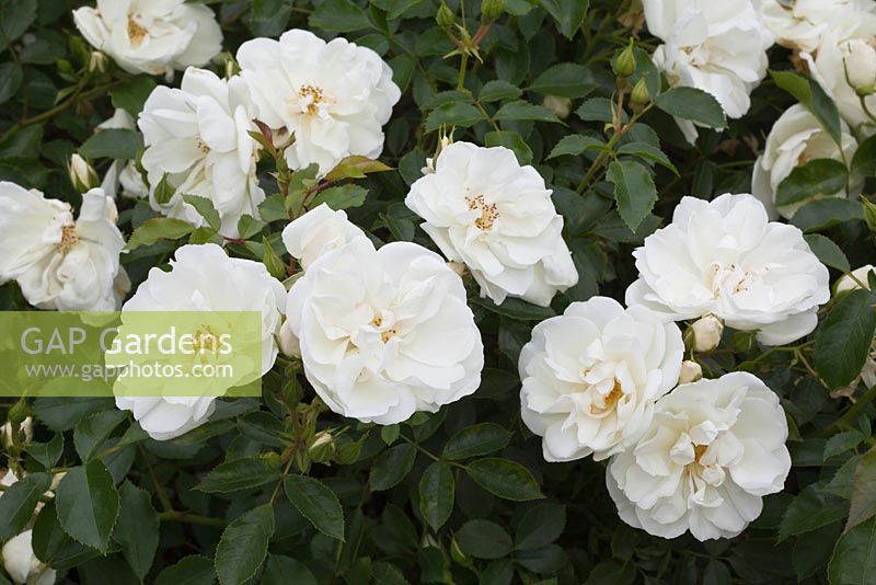 Rosa Flower Carpet White 'Noaschnee' - Rose