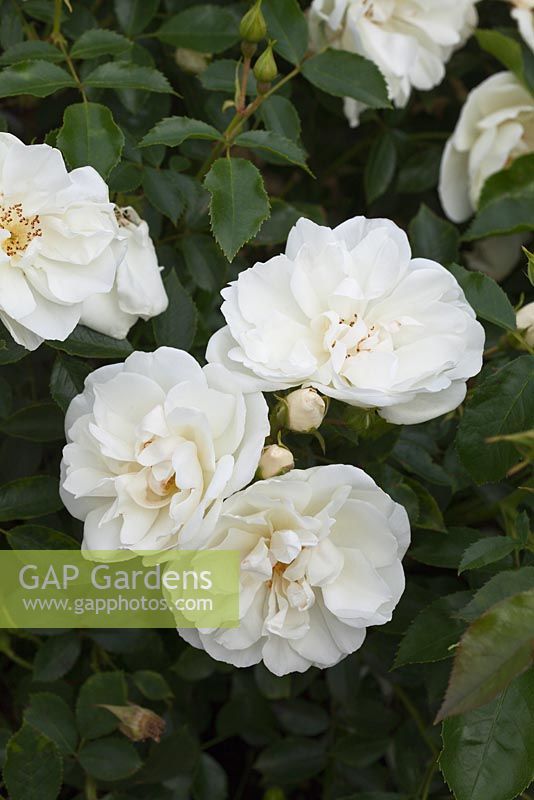 Rosa Flower Carpet White 'Noaschnee'