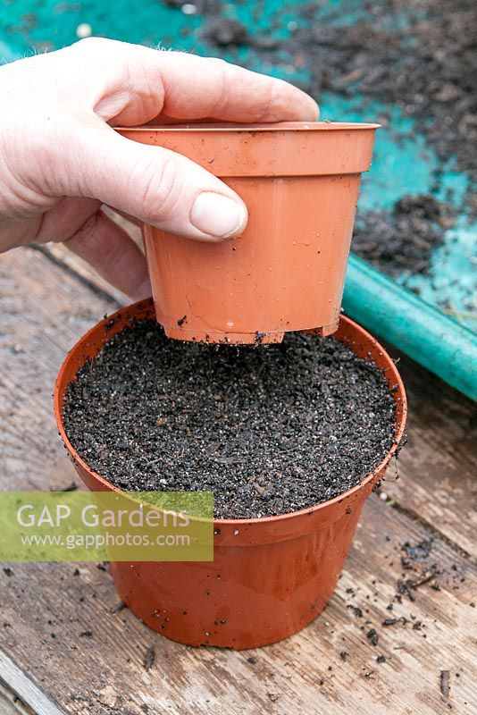 Semer des graines d'annuelles semi-rustiques. Remplissez le pot de compost et appuyez dessus avec la base d'un petit pot