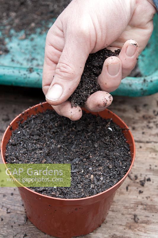 Semer des graines d'annuelles semi-rustiques. Couvrez les graines d'un peu de compost