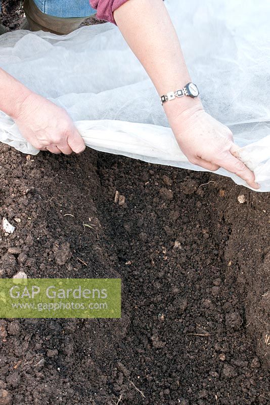 Planter des pommes de terre dans des tranchées. Dessinez une double couche de molleton sur le parterre de fleurs en le reposant sur les crêtes pour réchauffer le sol