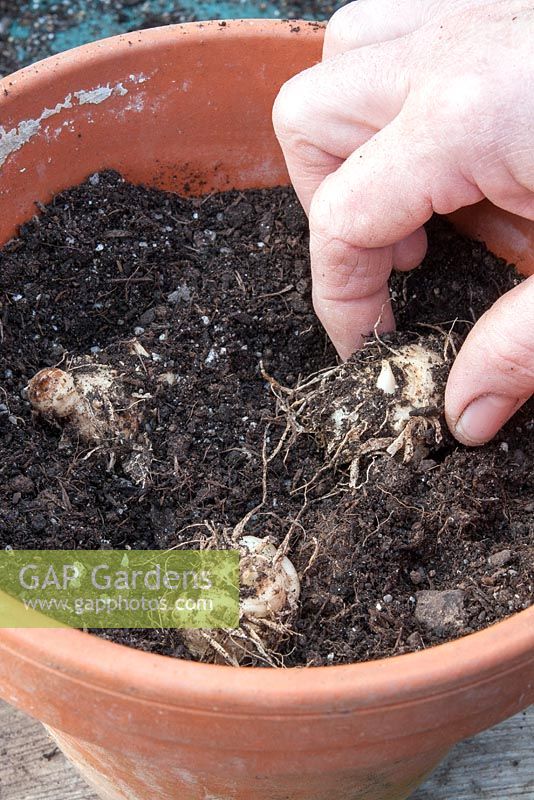 Rempoter les rhizomes de Zantedeschia après les avoir retirés d'un pot bondé. Placez trois rhizomes dans un grand pot