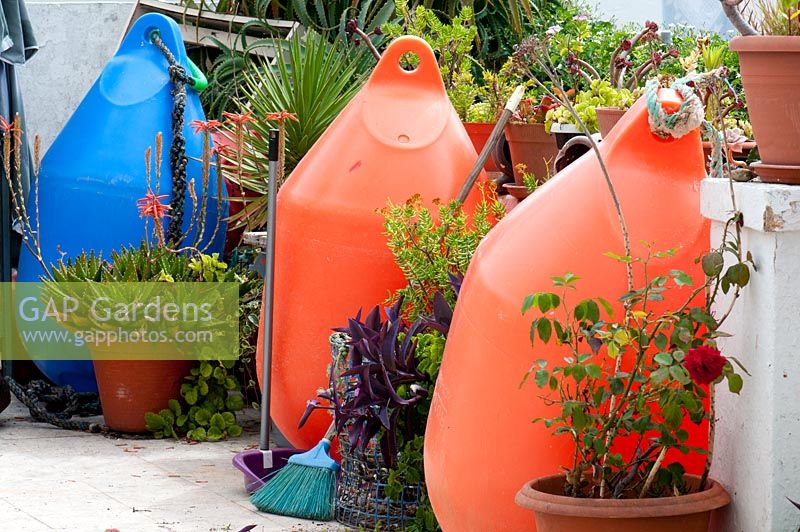 Succulentes et Rosa en terre cuite et pots recyclés dans un jardin d'été en bord de mer méditerranéen avec de vieux flotteurs de pêche