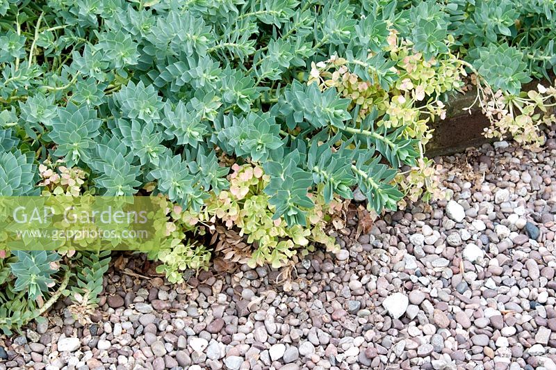 Euphorbia myrsinites ramollissant les bords du chemin de gravier