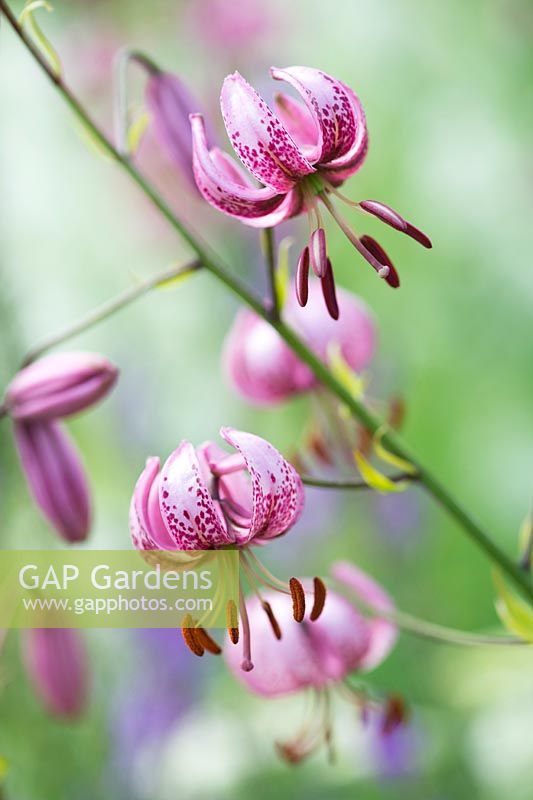 Lilium Martagon - Casquette Turks Lily