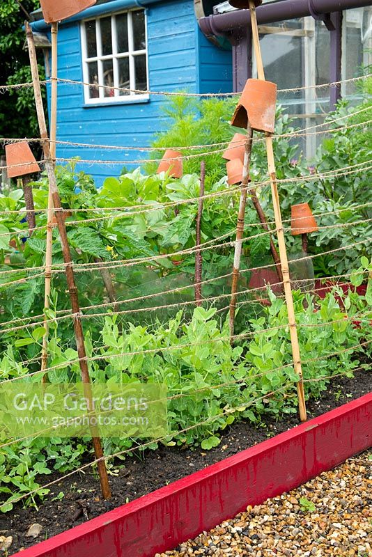 Bordure végétale surélevée avec récolte de Pois 'Kelvedon wonder', soutenue par de la ficelle de jardin et des cannes