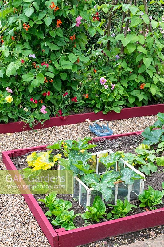 Vue des bordures de légumes surélevées avec chemin de galets, montrant les cultures d'été, y compris la laitue, le concombre 'Marketmore' et la cloche antique contenant la courgette 'Defender'