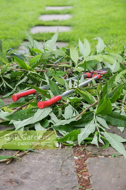 Dégagement d'un chemin sur-développé - Tas de boutures de Buddleja globosa sur le sol.