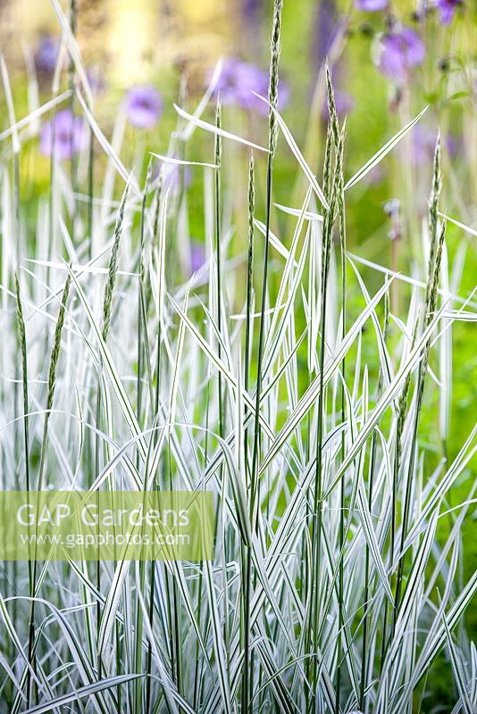 Arrhenatherum elatius 'Variegatum '. False Oat Grass, juin. Gros plan d'herbe panachée de blanc et de vert.