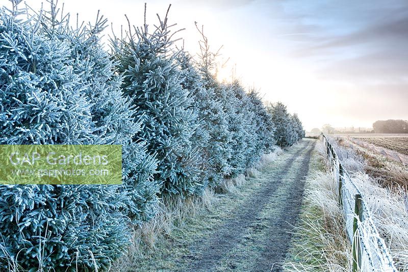 Champ d'arbre de Noël givré dans le Suffolk, Angleterre, Royaume-Uni en hiver.