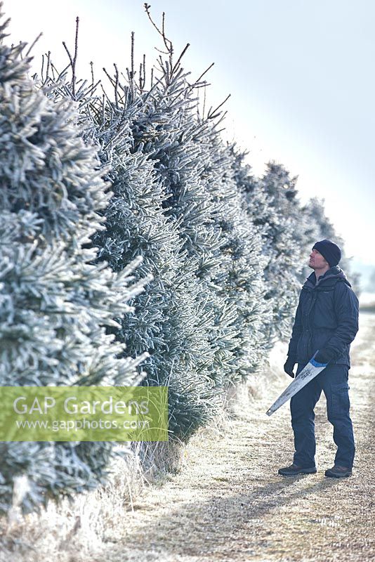 Arbres de Noël givrés dans un champ en hiver. Conifères. Décembre. Homme sélectionnant l'arbre de Noël à couper.