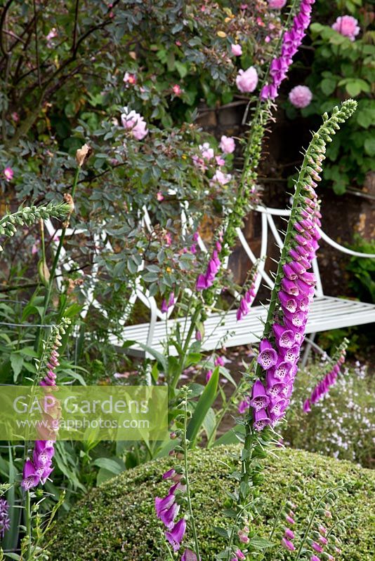 L'un des bancs joliment situés dans un charmant jardin des Cotswolds, avec des digitales et une topiaire arrondie adjacente. Campden House, Chipping Campden, Glos. Jardin NGS