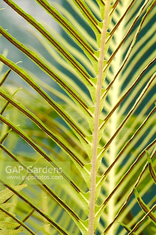 Blechnum gibbum