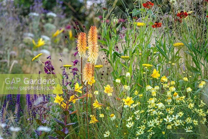 Herbes et plantes vivaces naturalistes, y compris Hemerocallis, Salvia nemerosa, Helenium et Kniphofia - Le Jordans Wildlife Garden, RHS Hampton Court Flower Show 2014