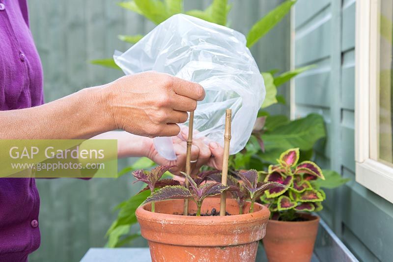 Couvrir les boutures de coleus nouvellement plantées avec un sac en plastique pour conserver la chaleur et l'humidité, favorisant une croissance saine.