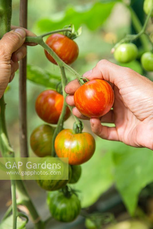 Récolte de tomate 'Tigerella'