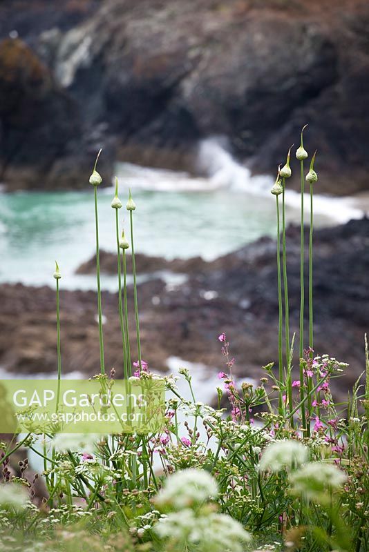 Allium ampeloprasum var babingtonii - Poireaux sauvages, poireau de Babington sur les falaises près du lézard, Cornwall.