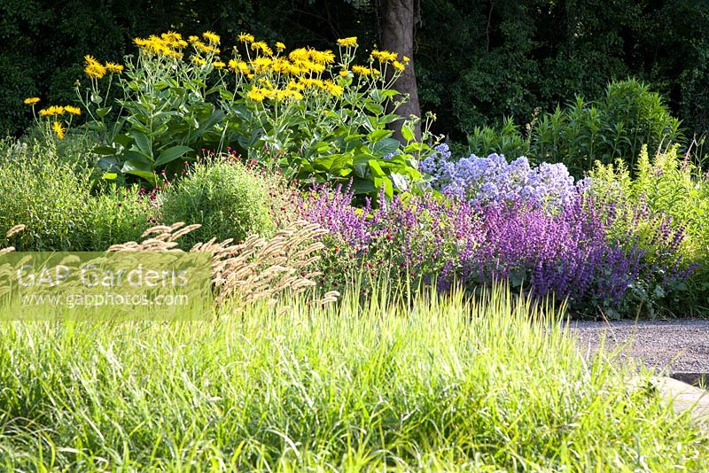 Inula magnifica 'Sonnenstrahl', Salvia 'Smoldering Torches', Knautia macedonica - Parterres de fleurs Orchard Dene Nurseries, Oxfordshire. Juillet - été