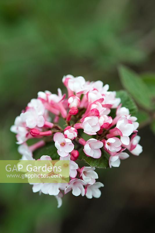 Viburnum x bodnantense 'Deben'