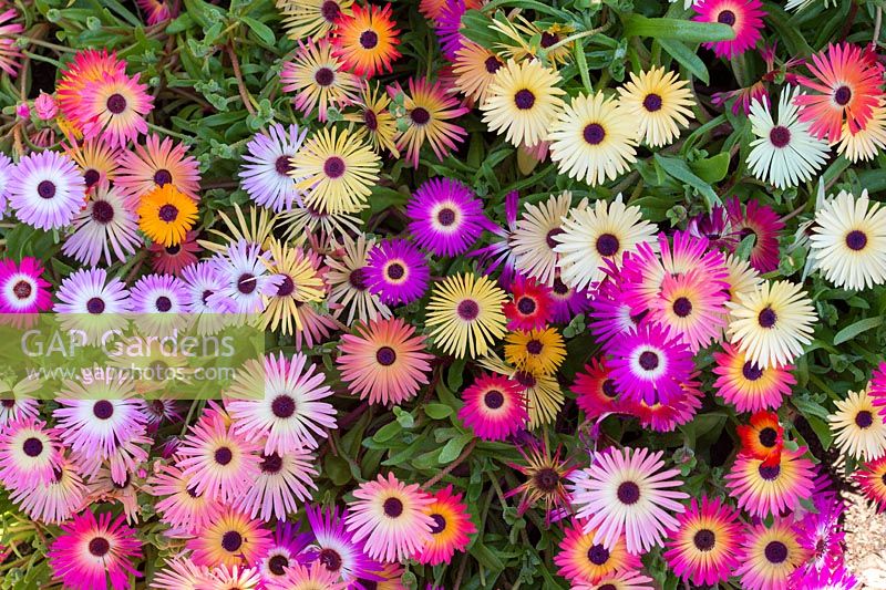 Mesembryanthemum 'Magic Carpet Mixed' - Livingstone Daisy - juillet - Ecosse