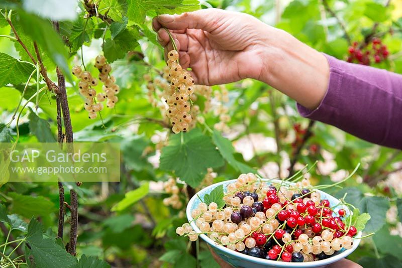 Récolte des fruits de Ribes nigrum 'Ben Nevis', Ribes rubrum 'Jonkheer van Tets' et Ribes rubrum 'Versailles'