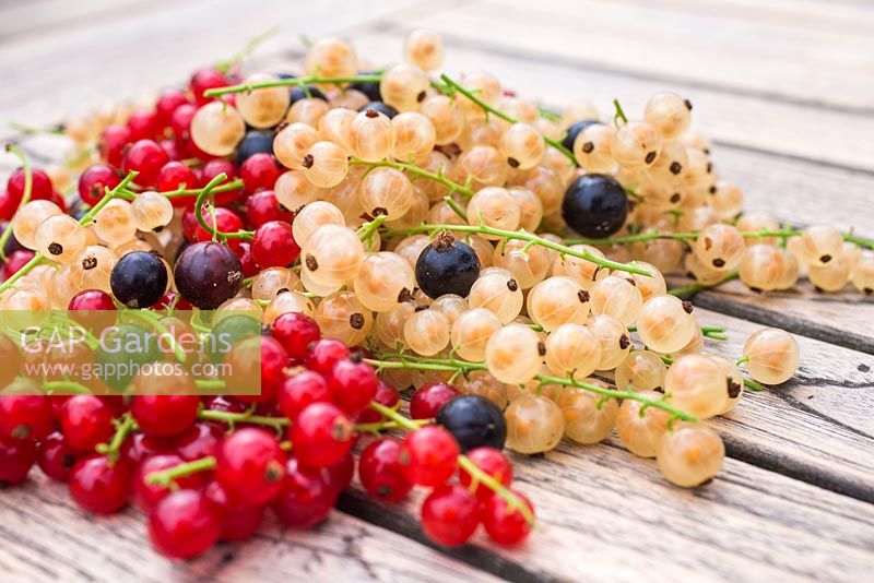 Fruits récoltés de Ribes nigrum 'Ben Nevis', Ribes rubrum 'Jonkheer van Tets' et Ribes rubrum 'Versailles'