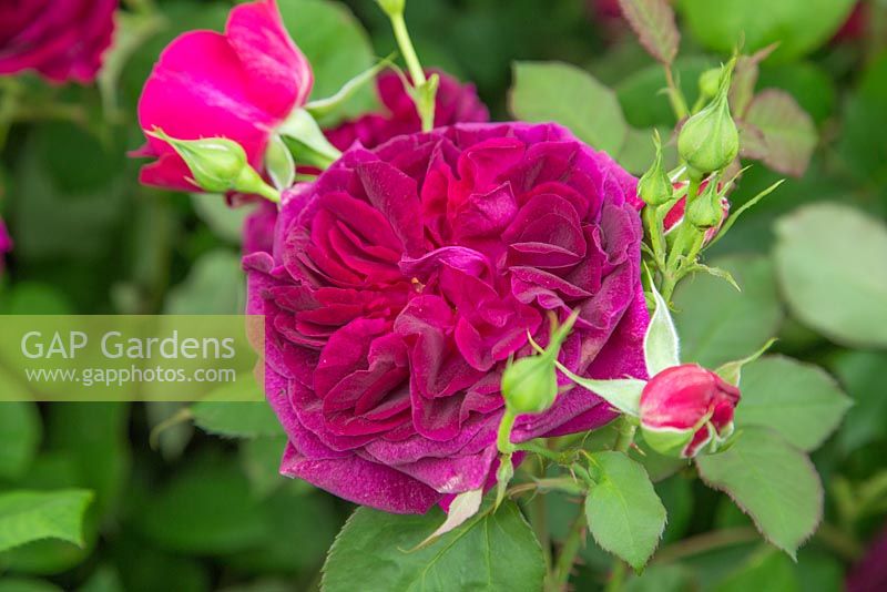 Rosa 'Munstead Wood' - Hybride Old Rose Anglaise