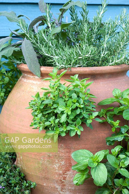 Herbes plantées dans un pot à fraises en terre cuite - dont origan; thym; salvia; romarin et menthe