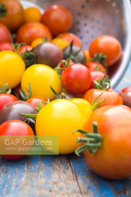 Récolte mixte de tomates. Tomate 'Red Cherry', 'Golden Sunrise', 'Black Cherry' et 'Tigerella '.