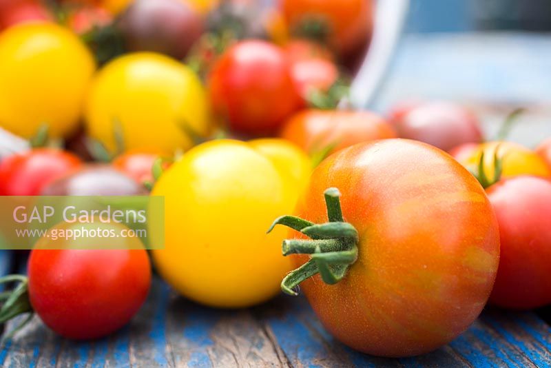 Récolte mixte de tomates. Tomate 'Red Cherry', 'Golden Sunrise', 'Black Cherry' et 'Tigerella'