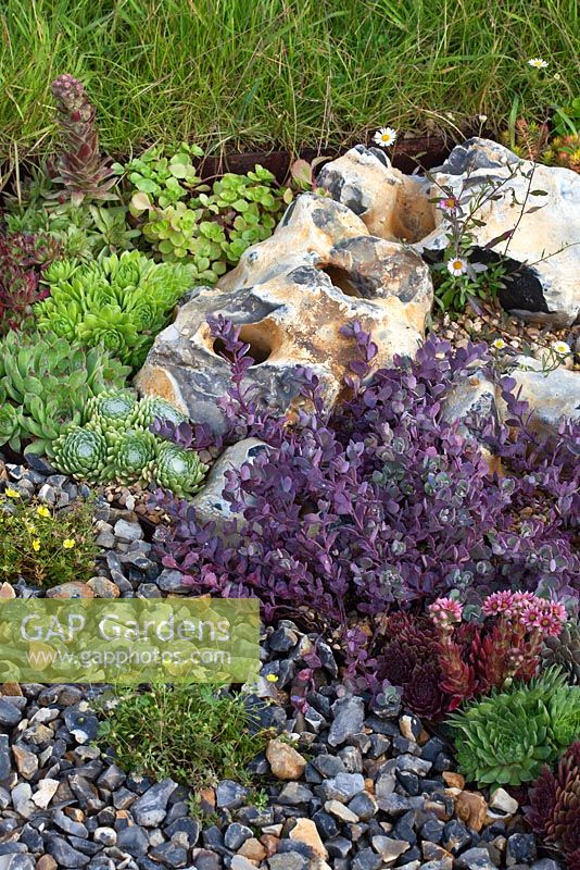 Plantes succulentes - rocaille - The Flintknapper's Garden - A Story of Thetford