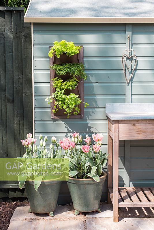 Tulipa 'China Town' avec une jardinière contenant des herbes, montée sur le côté d'un cabanon