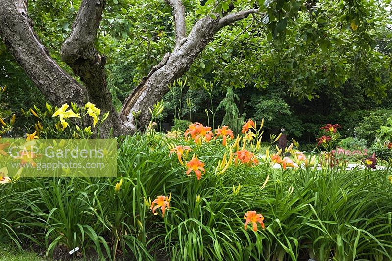 Parterre de jardin avec des fleurs d'hémérocalles rouges, oranges et jaunes sous un pommier 'Malus' - Jardin Il Etait Une Fois, Montérégie, Québec, Canada.