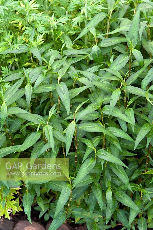 Persicaria odorata - coriandre vietnamienne