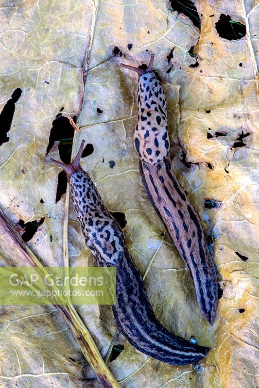 Limaces léopard - Limax maximus