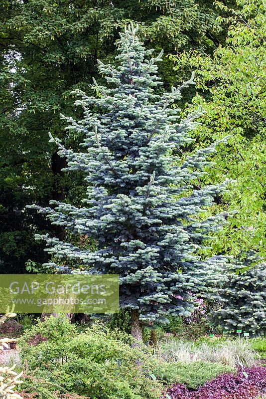 Abies lasiocarpa 'Argentea'