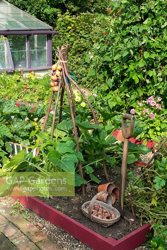 Frontières de légumes rasés avec des cultures de légumes d'été et montrant des pommes de terre fraîchement levées 'pomme de sapin rose'