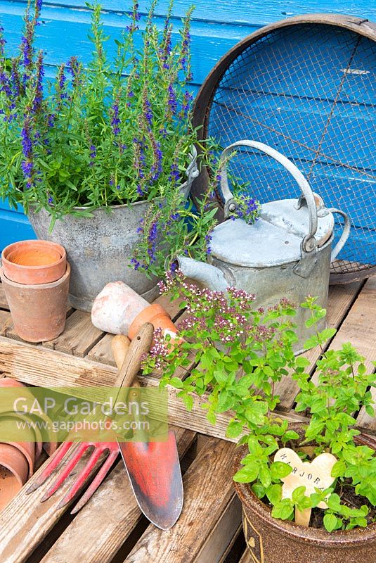 Coin de jardin avec des pots d'hysope et de majoram, avec des arrosoirs anciens et des articles de jardinage traditionnels.