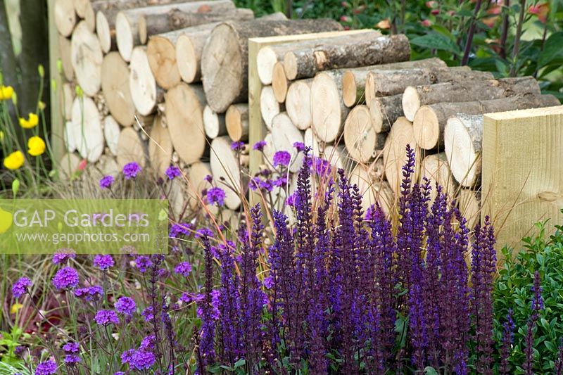 Salvia nemorosa à fleurs violettes et combinaison de verveine. Bûches de bois de chauffage stockées comme cloison de séparation basse. Un jardin Hampton