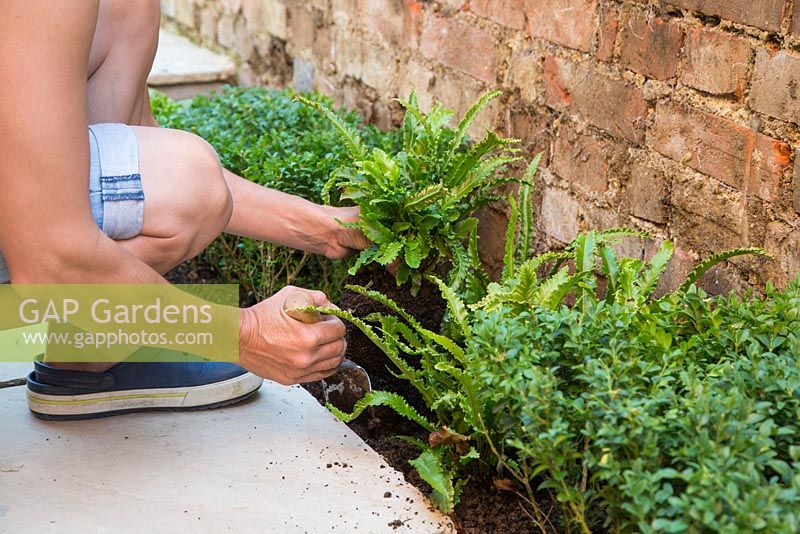 Plantation d'Asplenium scolopendrium 'Angustatum' dans le parterre du passage.