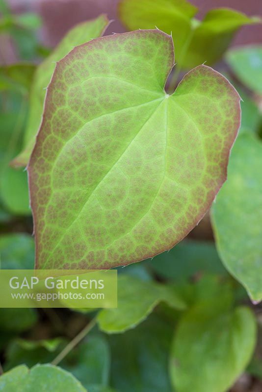 Epimedium x warleyense 'Orangekonigin '.